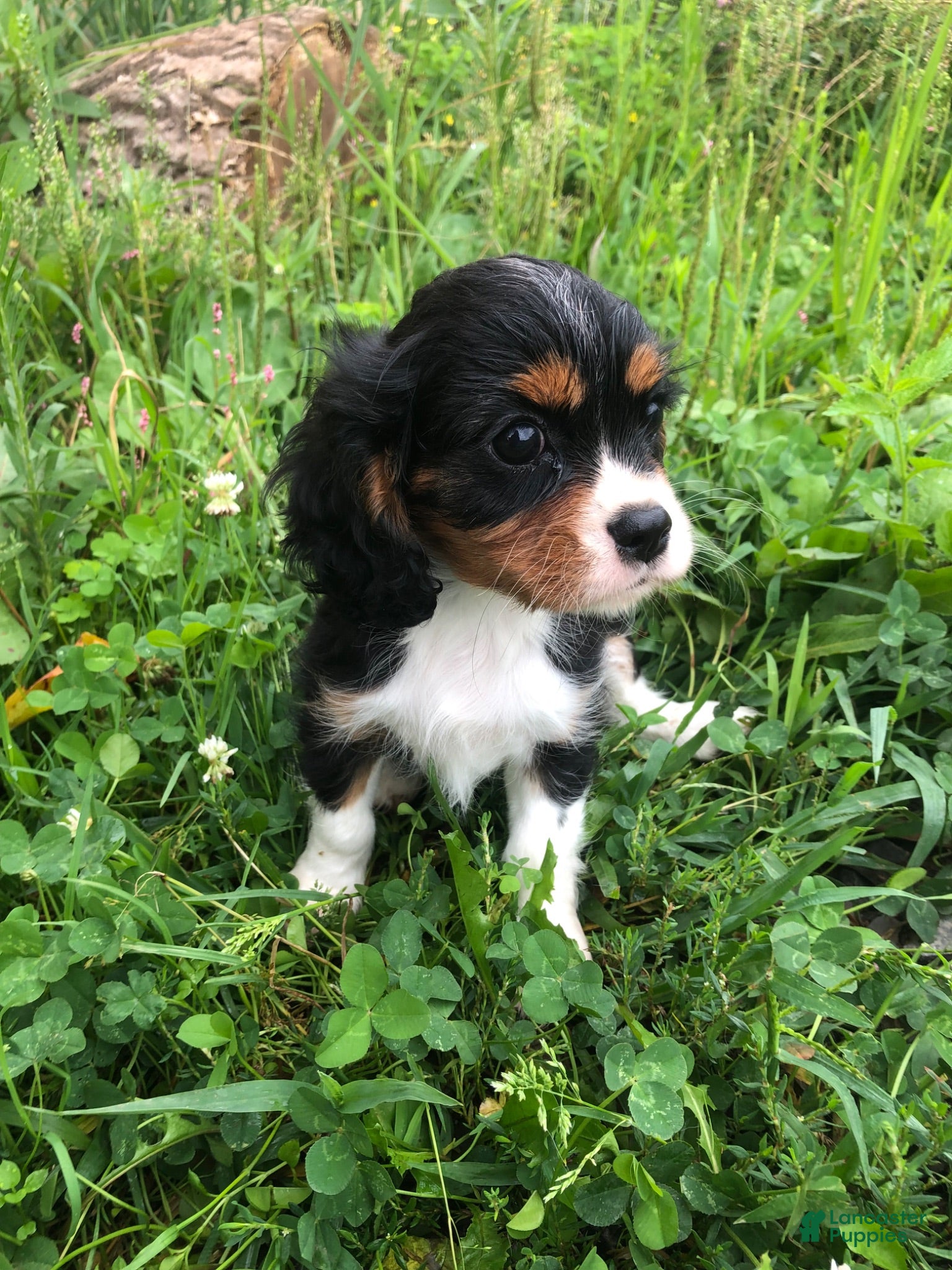 Cavalier King Charles Spaniel dogs Denver - Ad 2