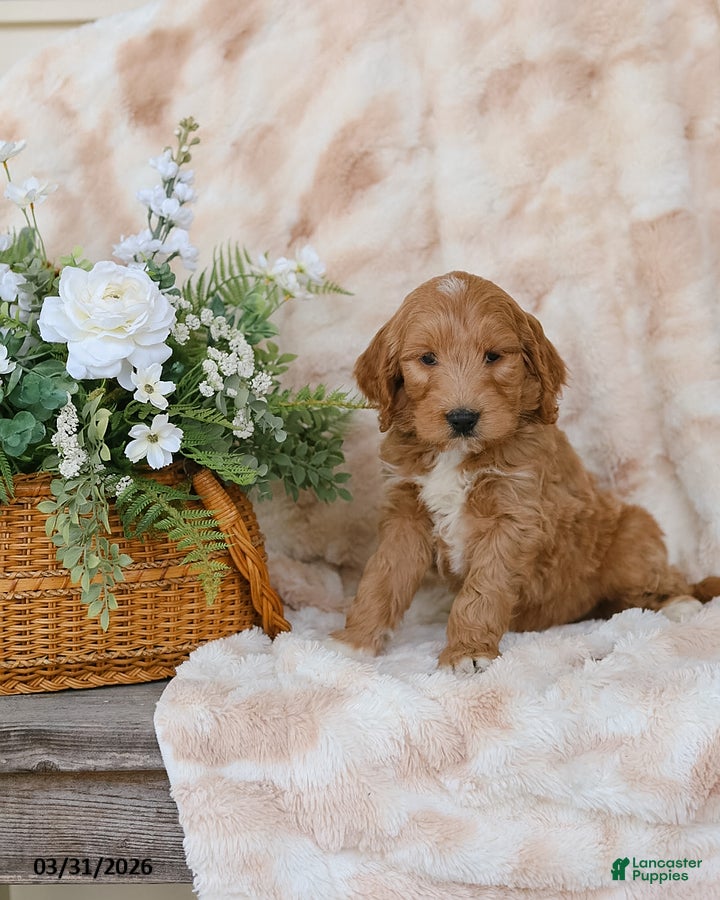 Goldendoodle dogs Grey - Ad 1