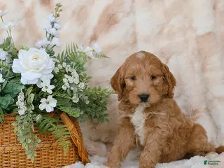 Goldendoodle dogs for sale: Grey - Ad 4