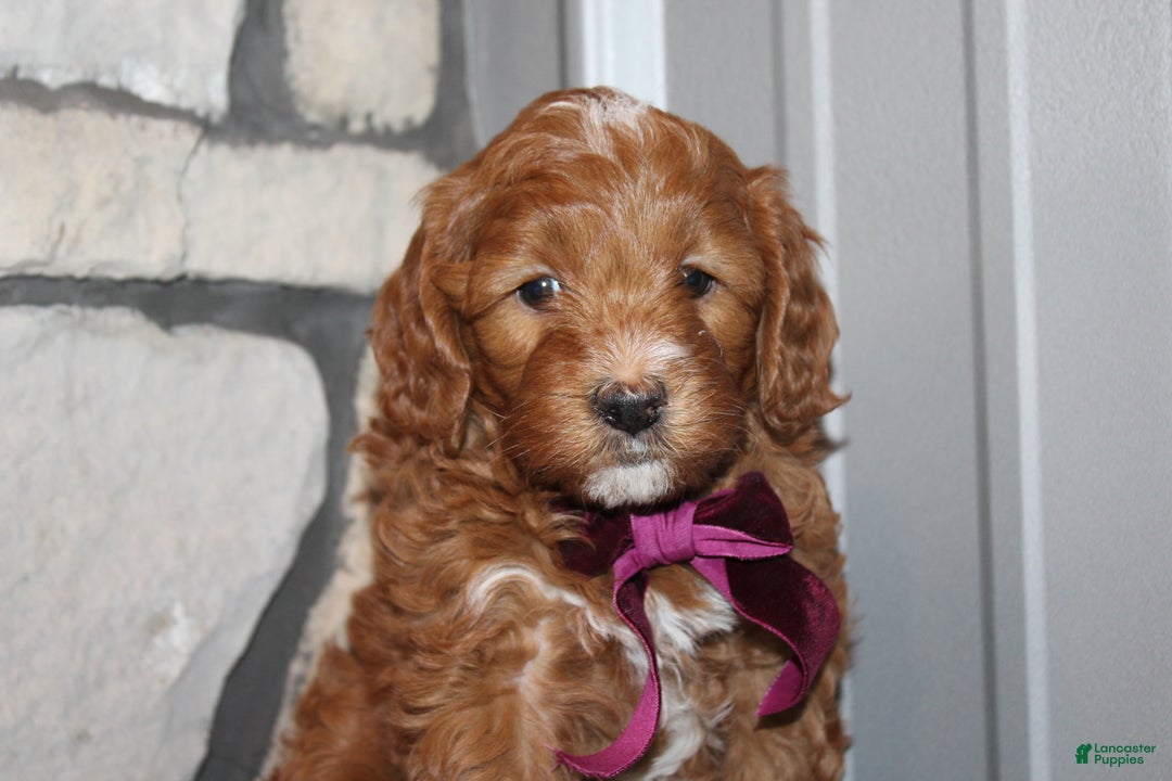 Mini Goldendoodle dogs for sale: Willow-Mini - Ad 1