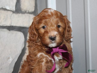Mini Goldendoodle dogs Willow-Mini - Ad 38