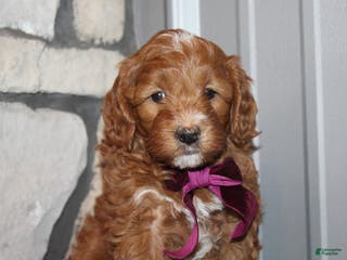 Mini Goldendoodle dogs Willow-Mini - Ad 38