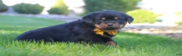 Rottweiler dogs for sale: Ryder - Ad 9