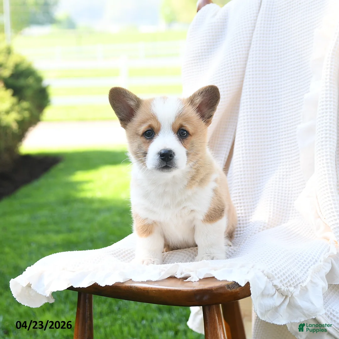 Welsh Corgi Pembroke dogs for sale: Elizabeth - Ad 2