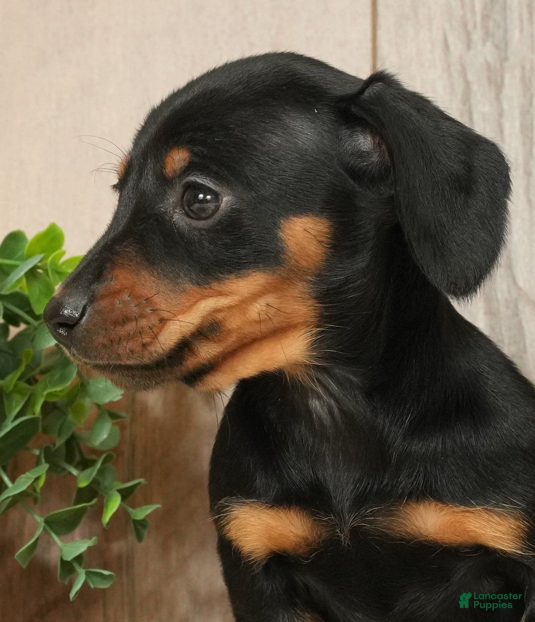 Miniature Dachshund dogs for sale: Finley - Ad 3
