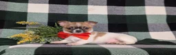 Chihuahua dogs for sale: Jedd 6 lbs Full Grown - Ad 5