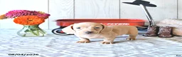 Miniature Dachshund dogs for sale: Rex - Ad 3