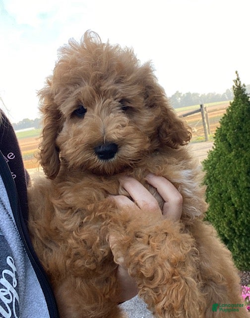 Cavapoo dogs Freddy - Ad 1