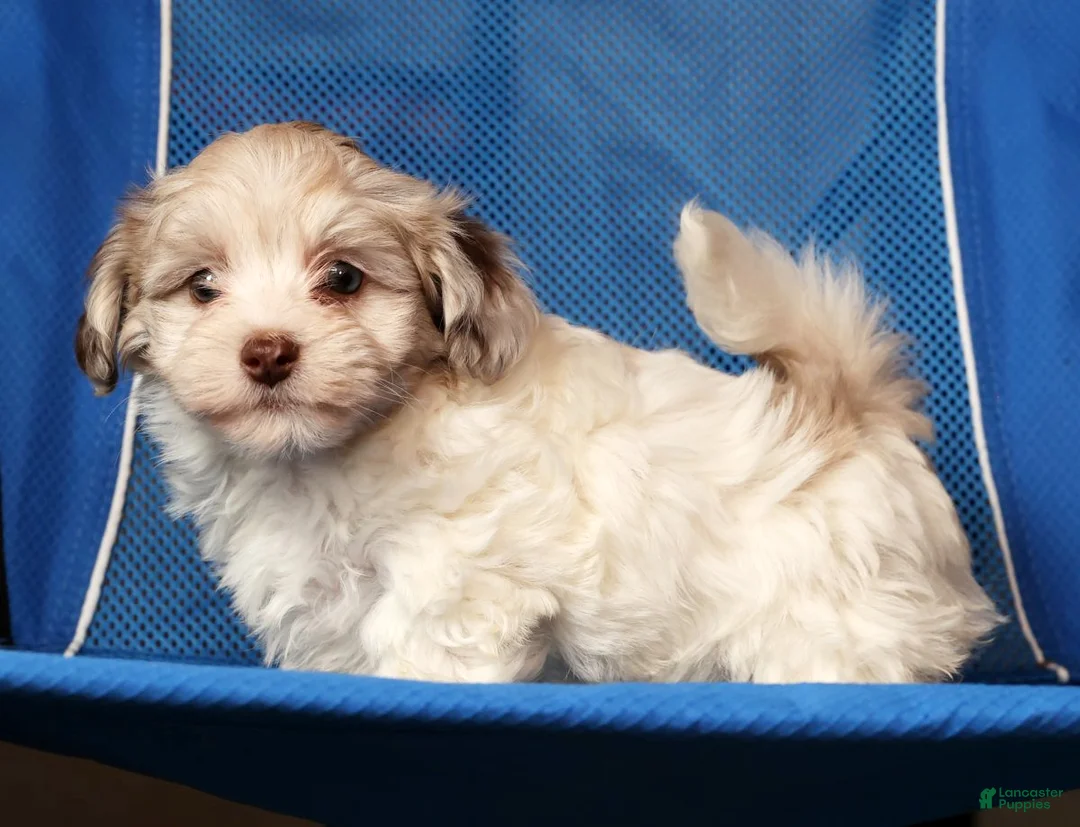 Havapoo dogs for sale: Biscuit - Ad 6