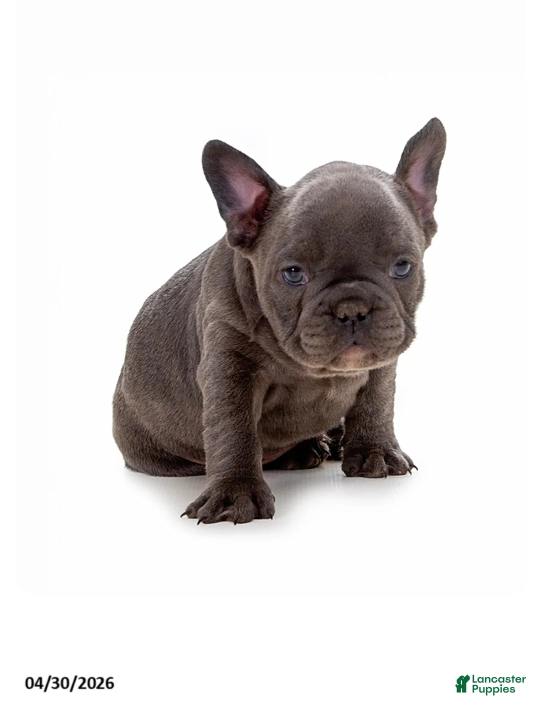 French Bulldog dogs for sale: Brutus - Ad 1
