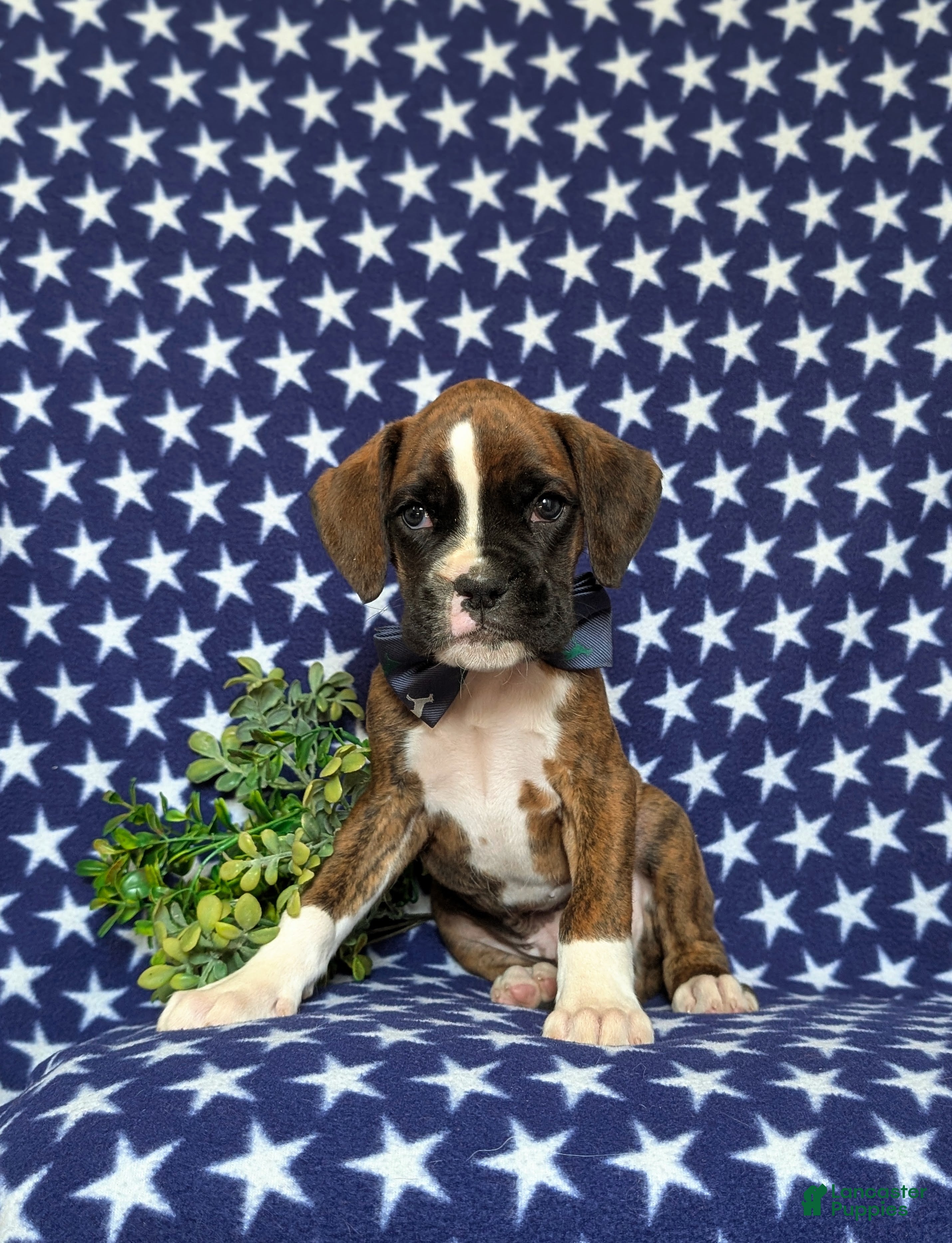 Boxer dogs Tyrone - Ad 2