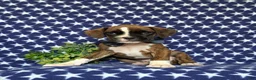 Boxer dogs for sale: Tyrone - Ad 2