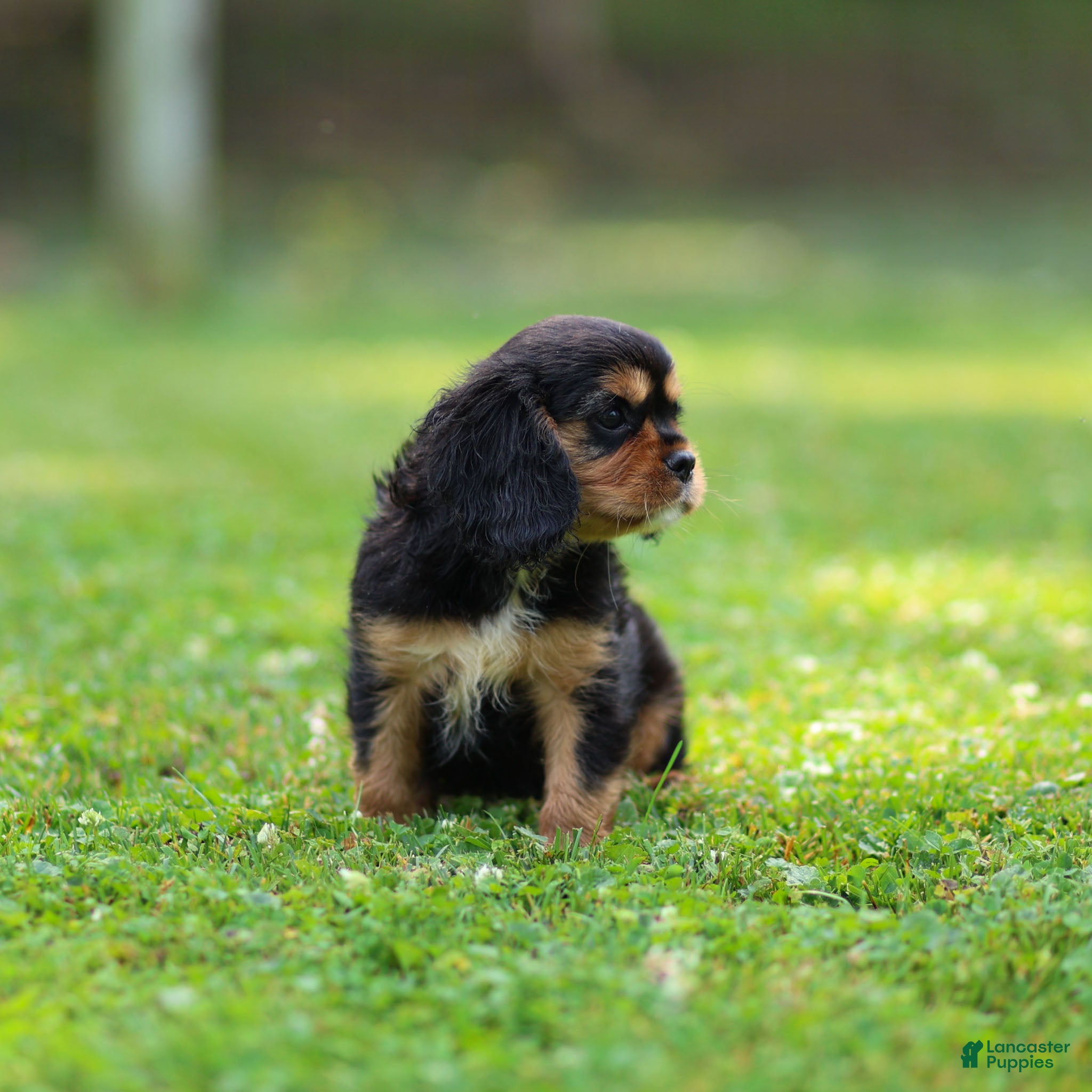 Cavalier King Charles Spaniel dogs Mickey Cavalier King Charles Spaniel  - Ad 2