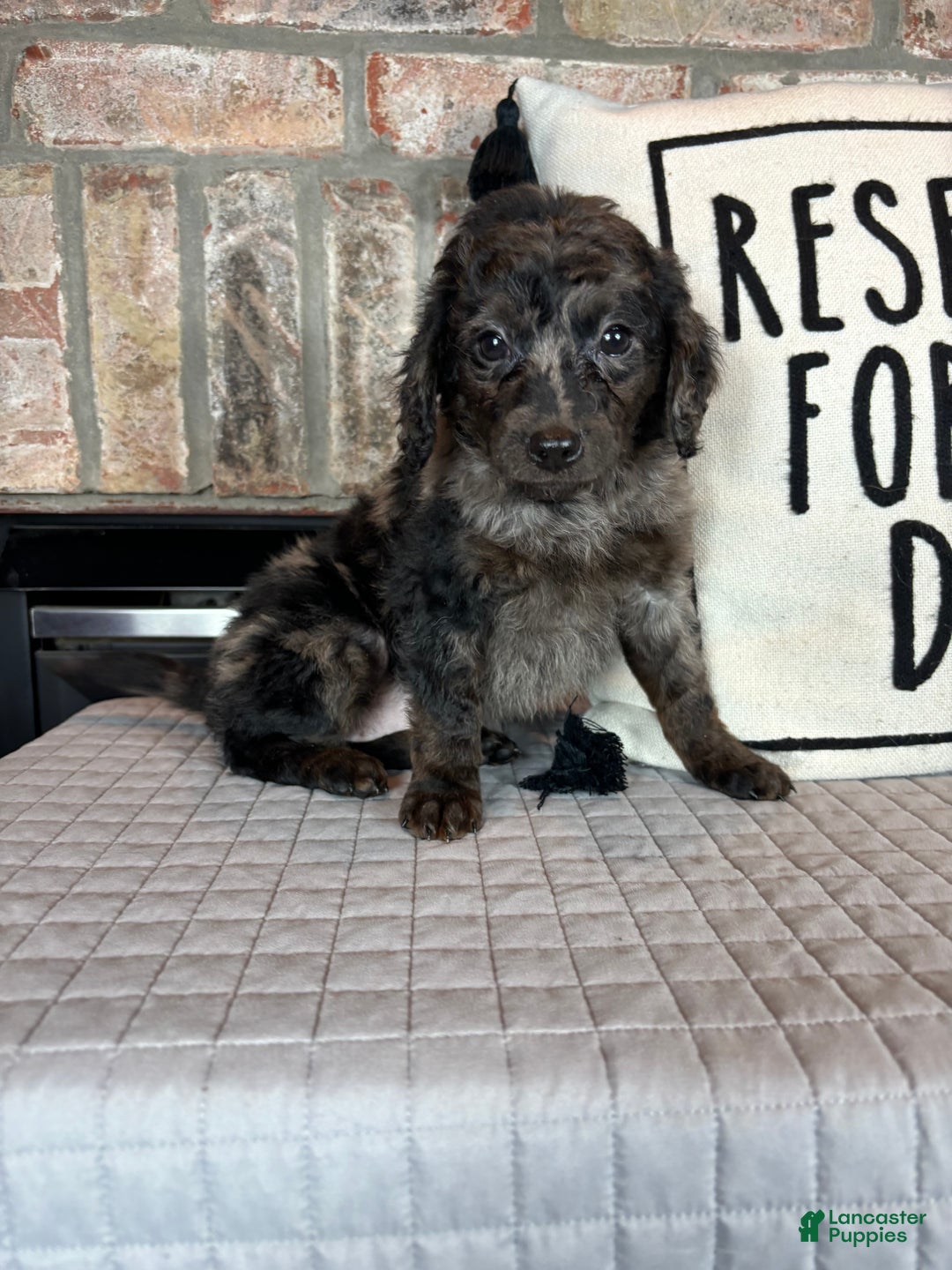 Mini Goldendoodle dogs for sale: Marcia - Ad 1