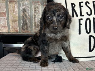 Mini Goldendoodle dogs Marcia - Ad 37