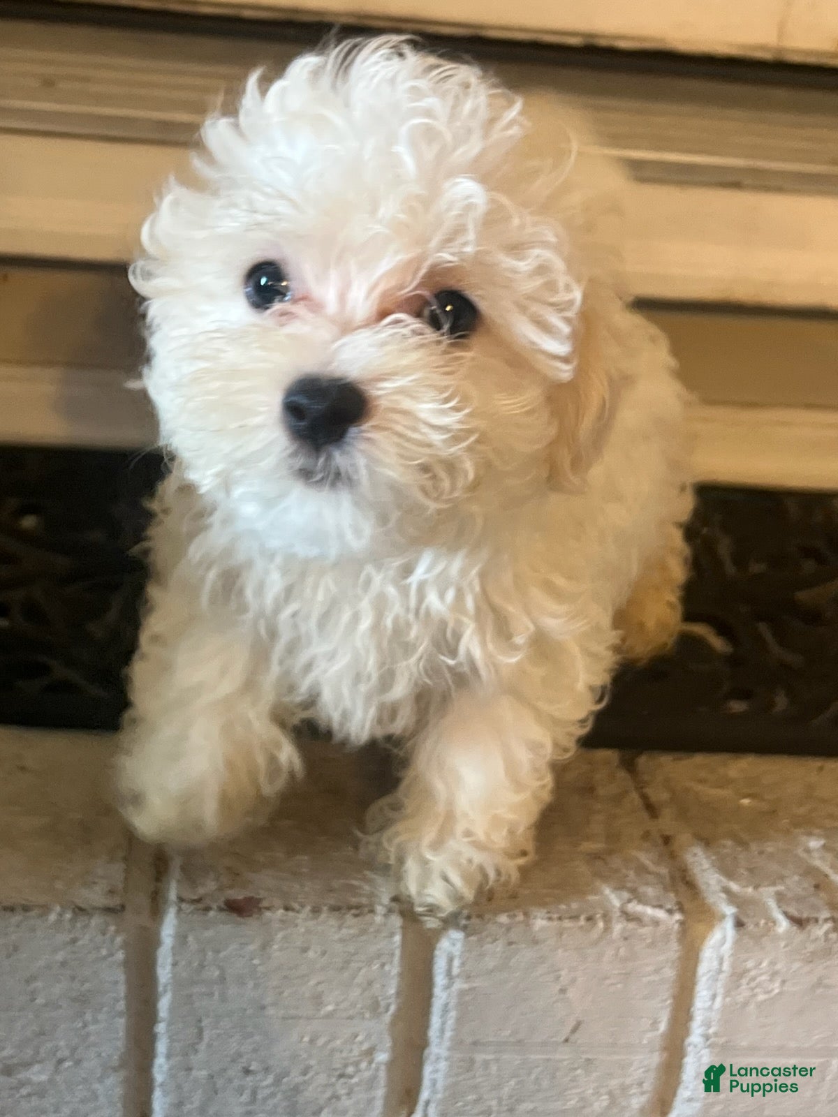 Maltipoo dogs for sale: Maltipoo Boy - Ad 2