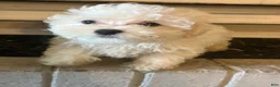 Maltipoo dogs for sale: Maltipoo Boy - Ad 1