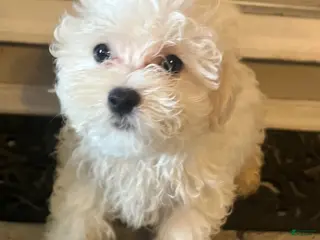 Maltipoo dogs for sale: Maltipoo Boy - Ad 2