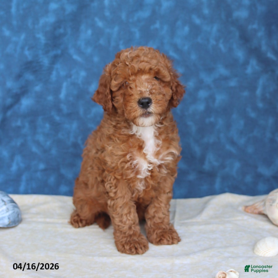 Mini Goldendoodle dogs Bingo - Ad 2
