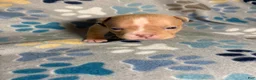 American Bully dogs for sale: FEMALE BEIGE COLLAR - Ad 1