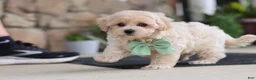 Maltipoo dogs for sale: Karl - Ad 5