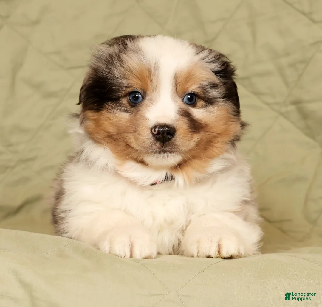Miniature Australian Shepherd dogs for sale: Diego - Ad 8