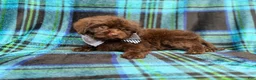 Shihpoo dogs for sale: Bentley - Ad 3