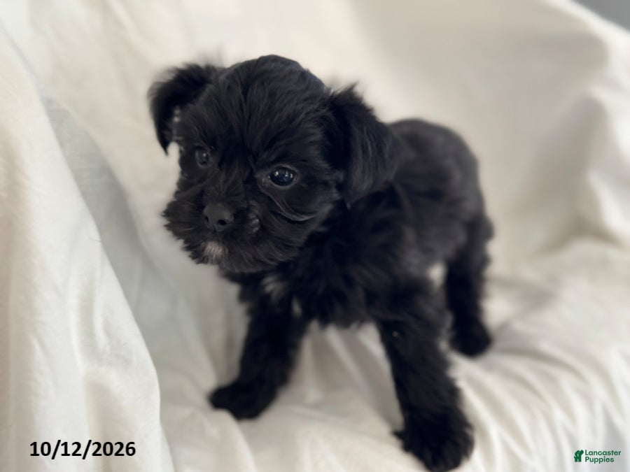 Mixed Breed dogs Buster - Ad 2