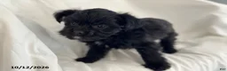 Mixed Breed dogs for sale: Buster - Ad 2
