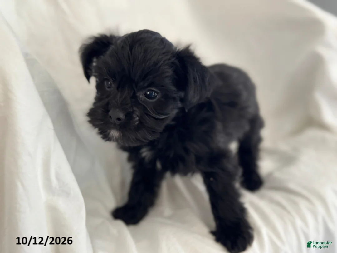 Mixed Breed dogs for sale: Buster - Ad 2