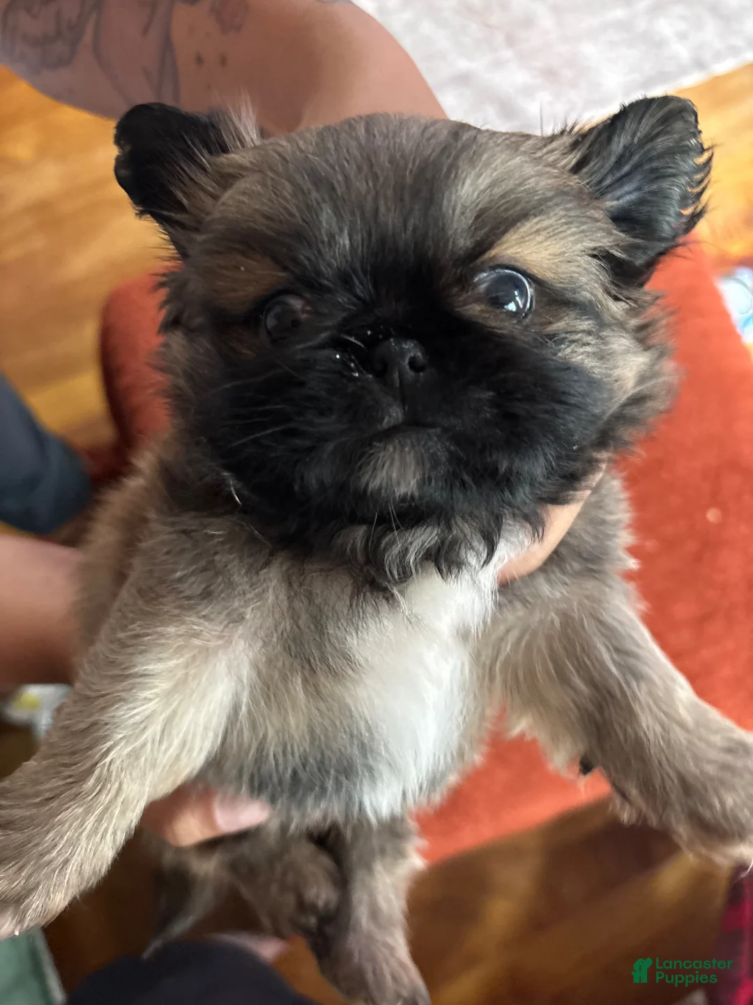 Pekingese dogs for sale: Pekingese Puppy 1 - Ad 5