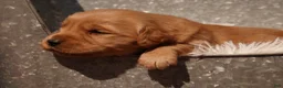 Golden Retriever dogs for sale: Ben - AKC, Genetically Clear - Ad 4