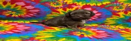 Havanese dogs for sale: Lincoln - Ad 4