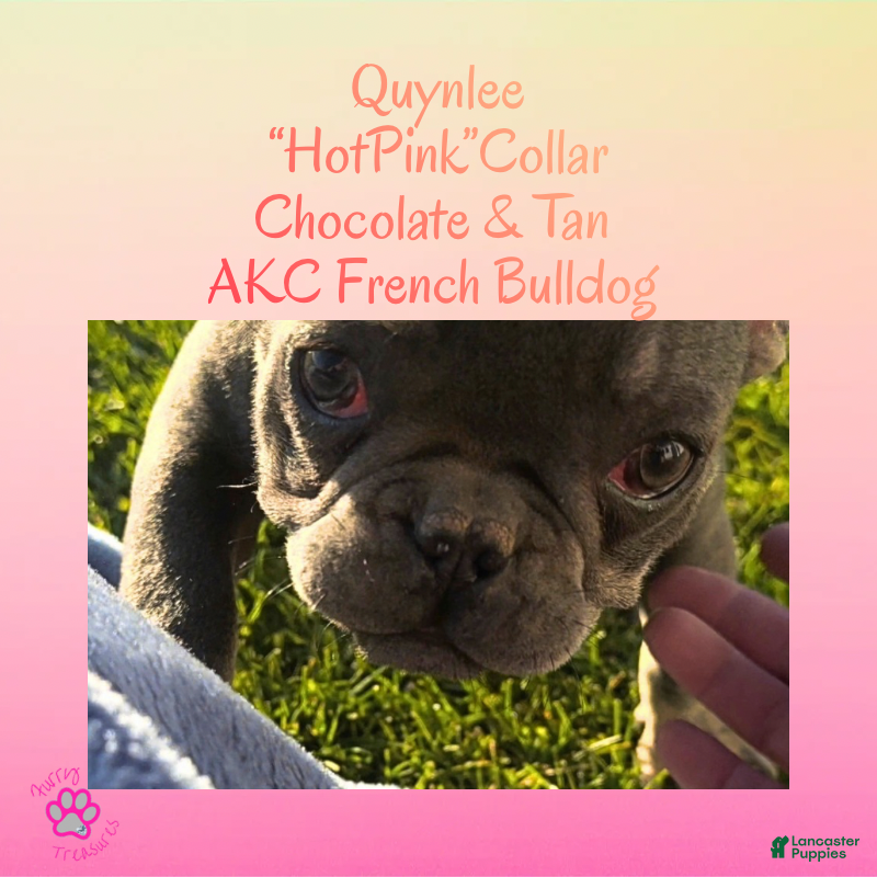 French Bulldog dogs Quynlee “Hot Pink” Collar, Female - Ad 17
