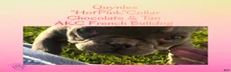 French Bulldog dogs for sale: Quincy “Blue” Collar, Male - Ad 30
