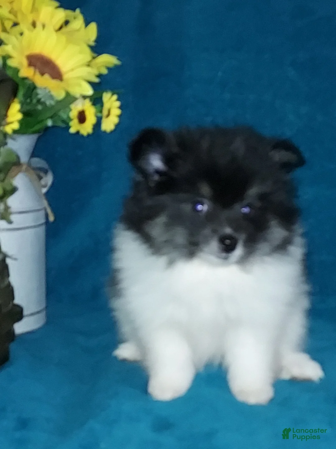 Pomeranian dogs for sale: Dollie - Ad 4