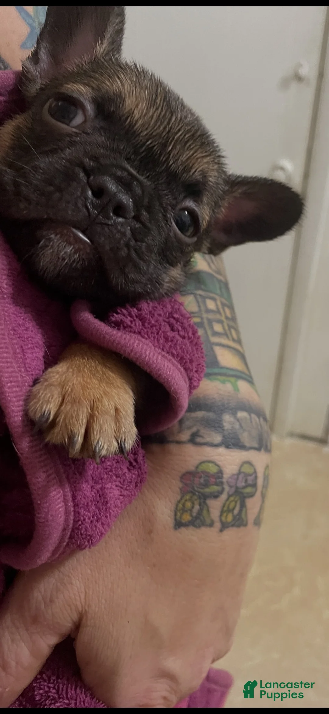 French Bulldog dogs for sale: French Bulldog 2 - Ad 1
