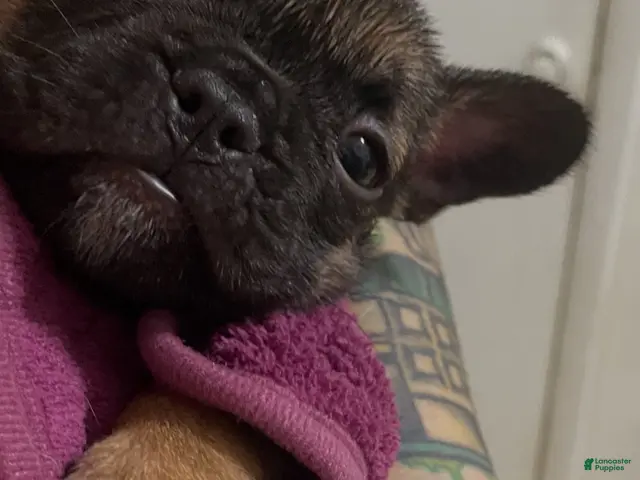French Bulldog dogs for sale: French Bulldog 2 - Ad 20
