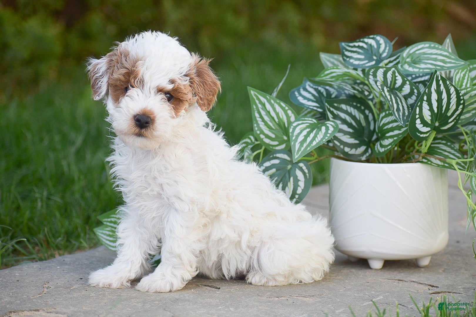 Miniature Poodle dogs Gemma - Ad 1