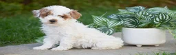 Miniature Poodle dogs for sale: Gemma - Ad 1