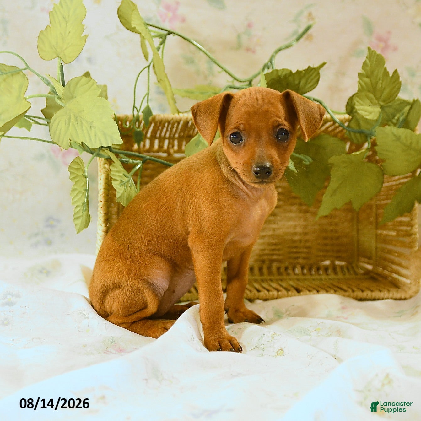 Miniature Pinscher dogs Rachael - Ad 2