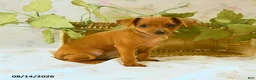 Miniature Pinscher dogs for sale: Rachael - Ad 2