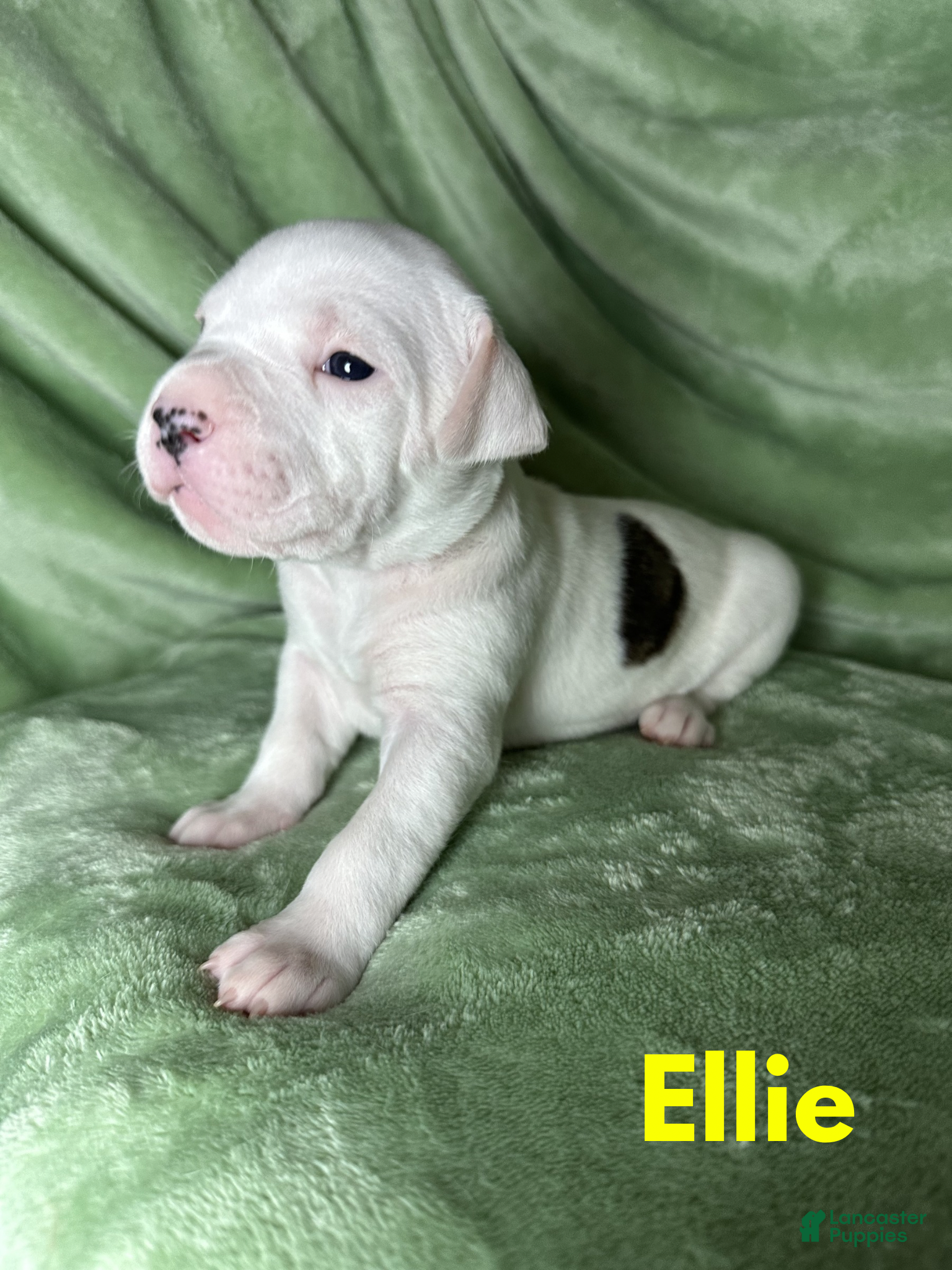 American Bulldog dogs American Bulldog Puppy 6 - Ad 3
