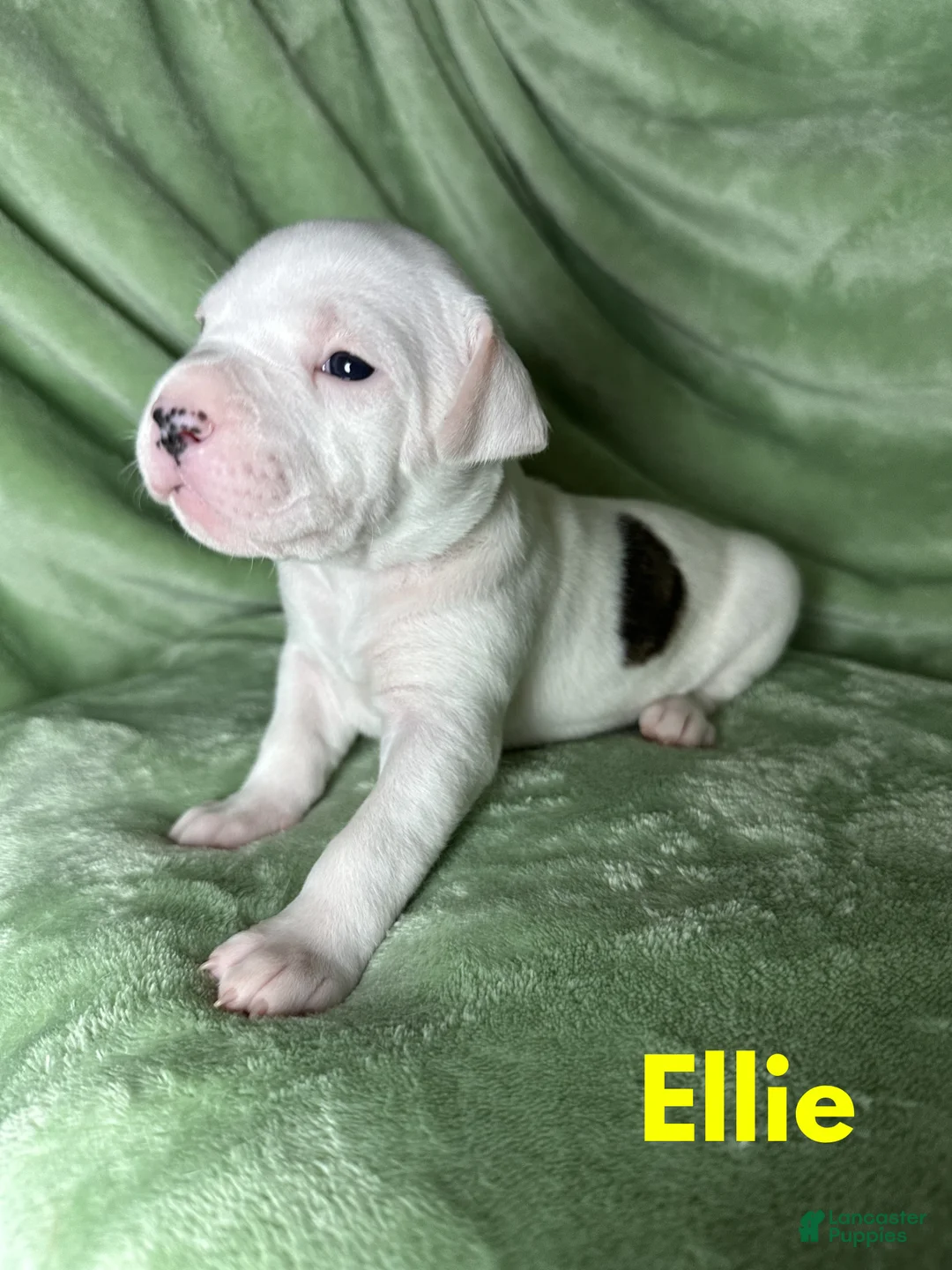 American Bulldog dogs for sale: American Bulldog Puppy 6 - Ad 1