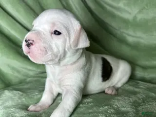 American Bulldog dogs American Bulldog Puppy 6 - Ad 1