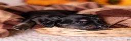 Miniature Dachshund dogs for sale: Cassi - Ad 6