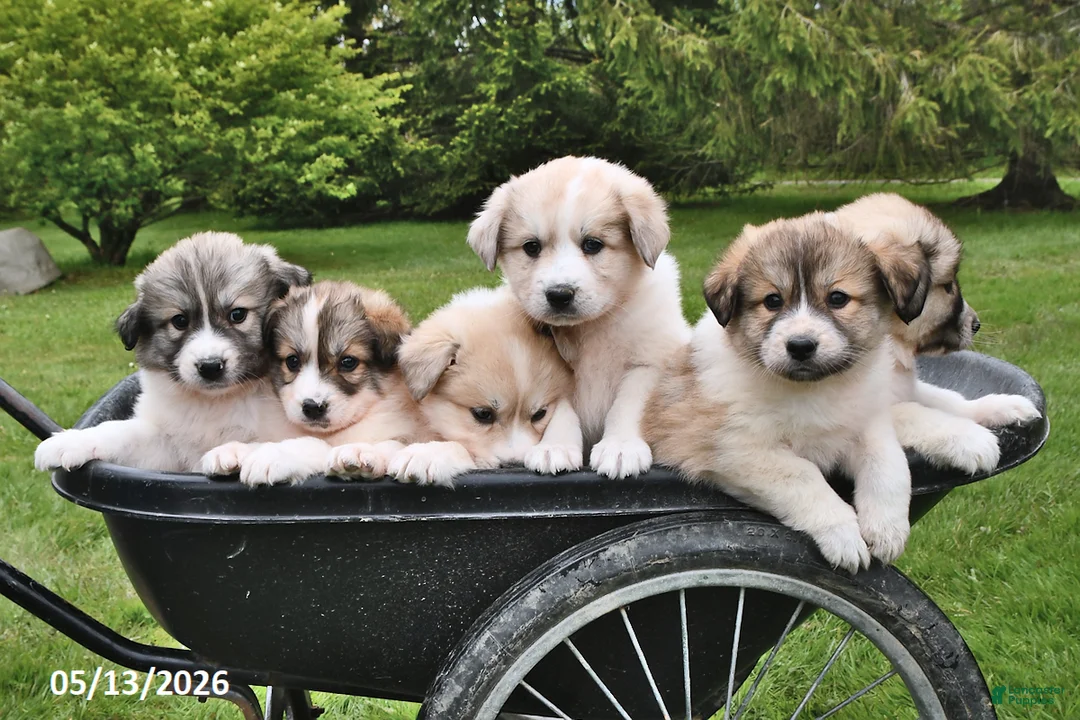 Mixed Breed dogs for sale: Lillian - Ad 5