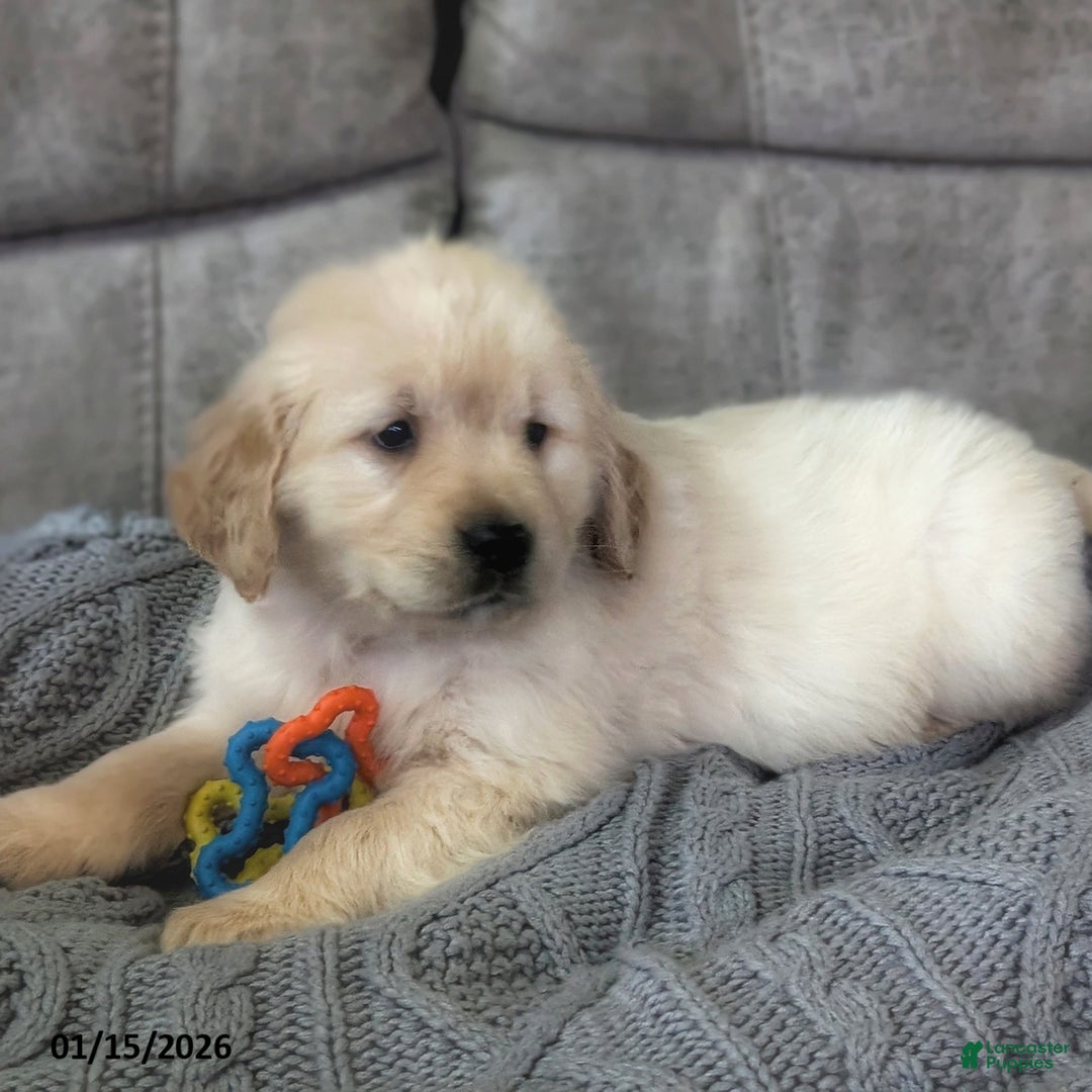 Golden Retriever dogs for sale: Olive  - Ad 4
