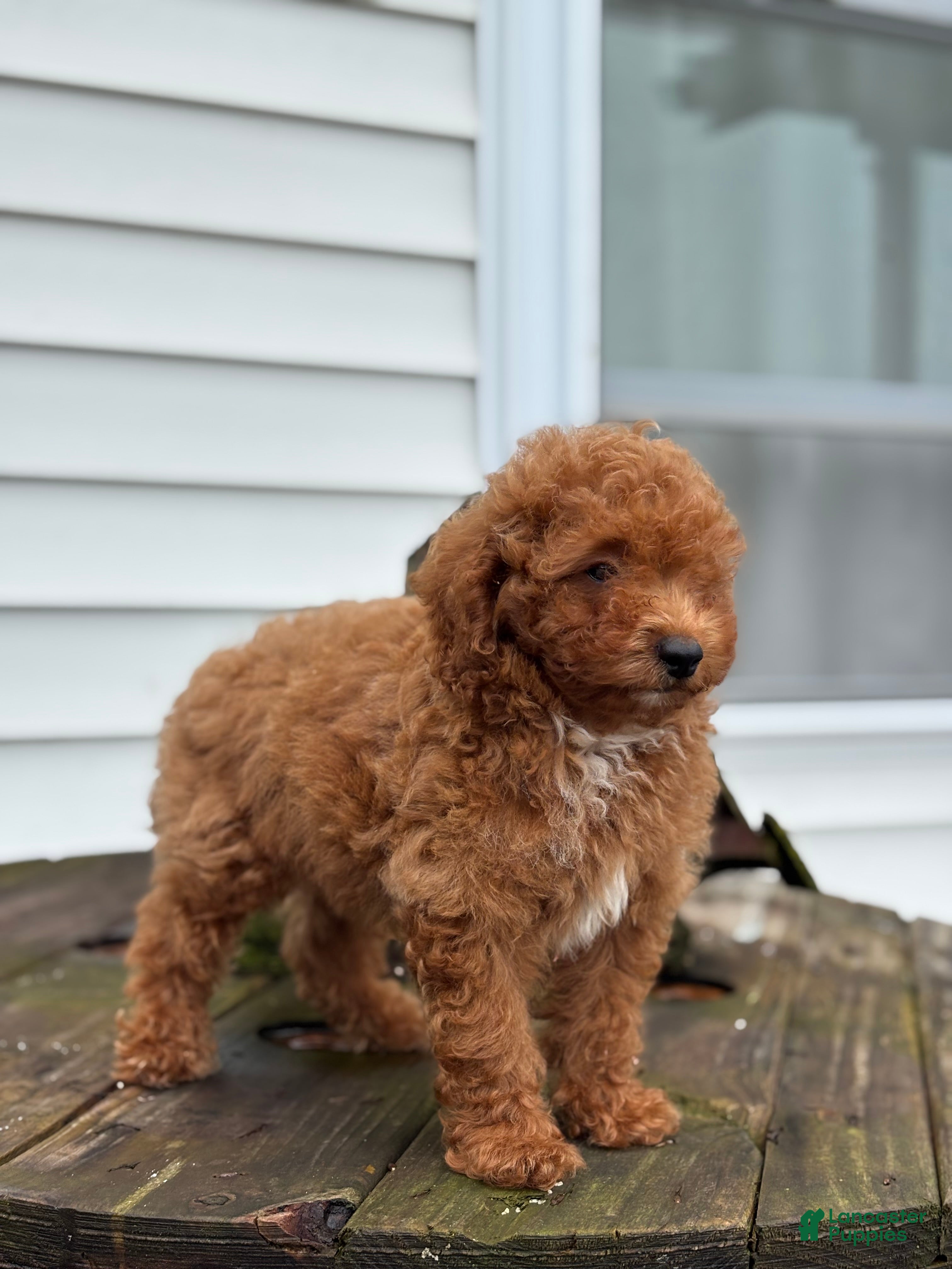 Mini Goldendoodle dogs Roman - Ad 2