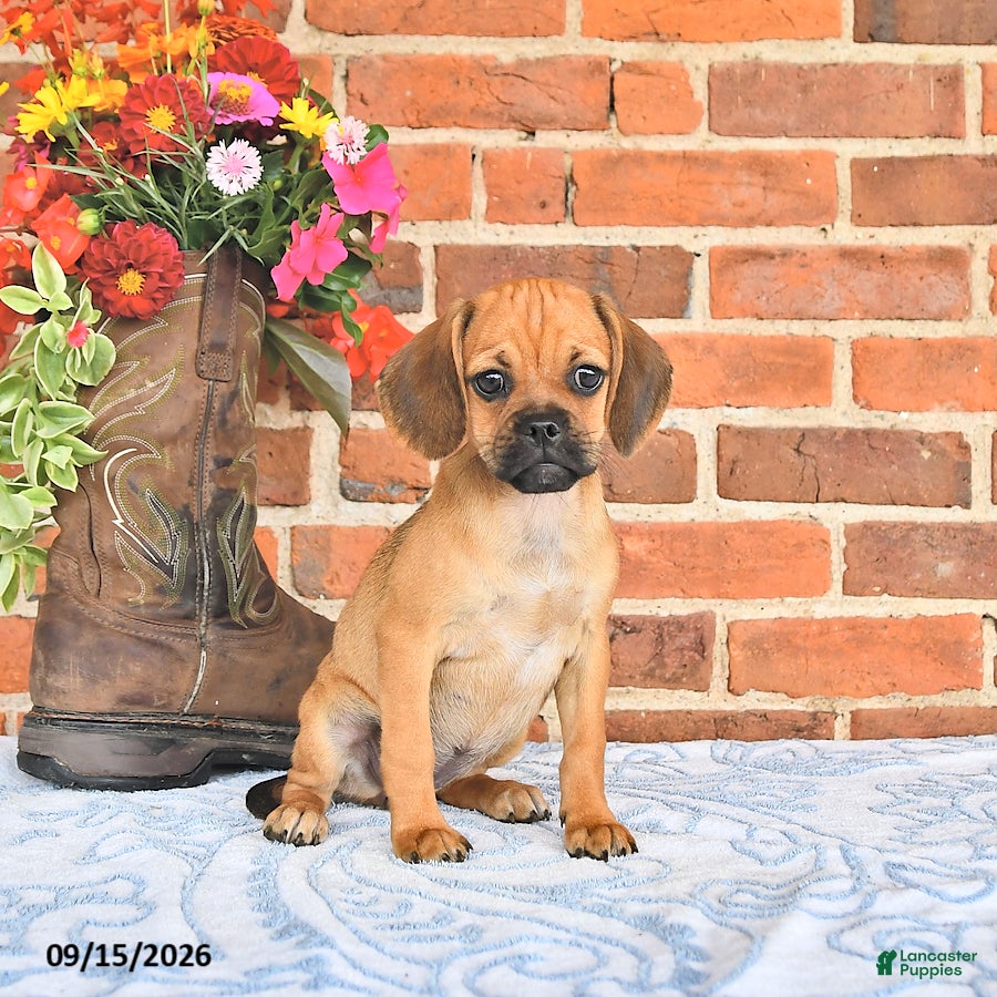 Puggle dogs Shoshannah - Ad 2